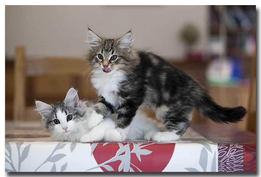 Ikatz et Izeia de Sigriou.jpg